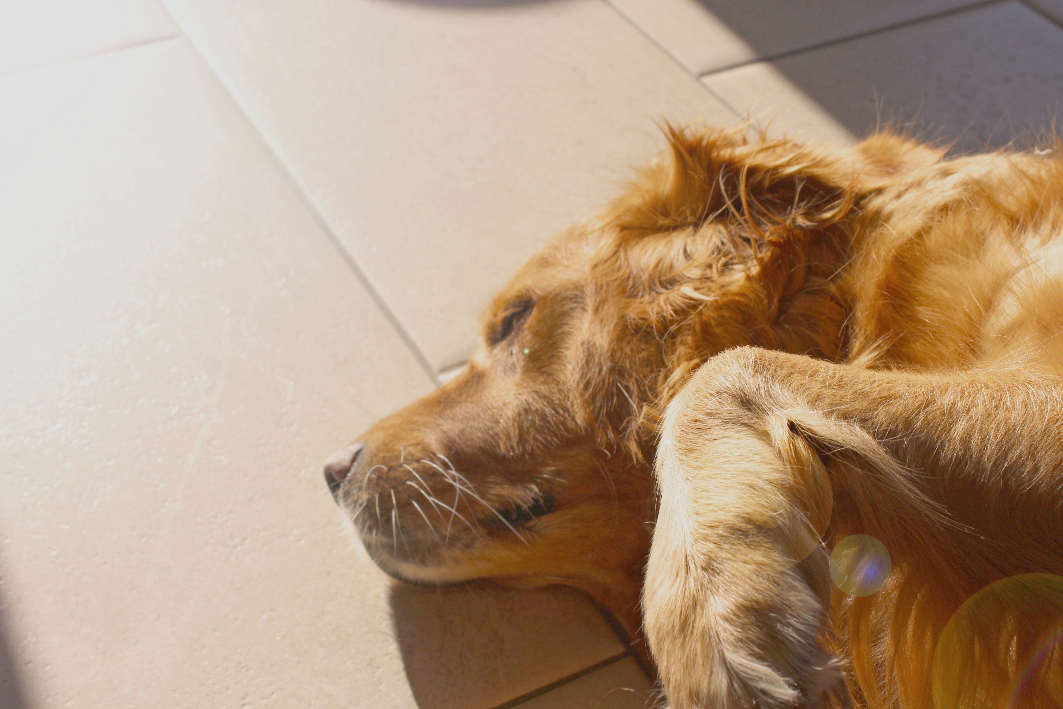 Experts delen de belangrijkste hitte-tips voor huisdieren: zo voorkom je dat je hond of kat oververhit raakt