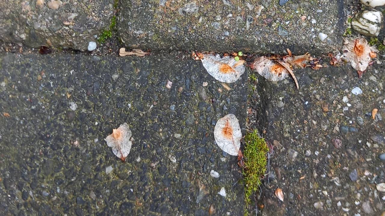 Frans weet wat voor zaadjes op de stoep bij Marijke liggen