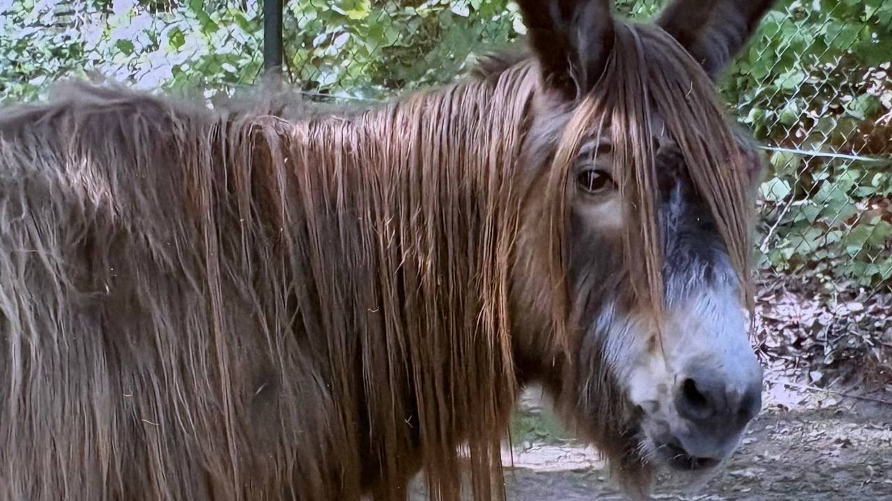 Ezel Lou Lou heeft weer 'n pony dankzij Even tot Hier: 'Het is fantastisch'