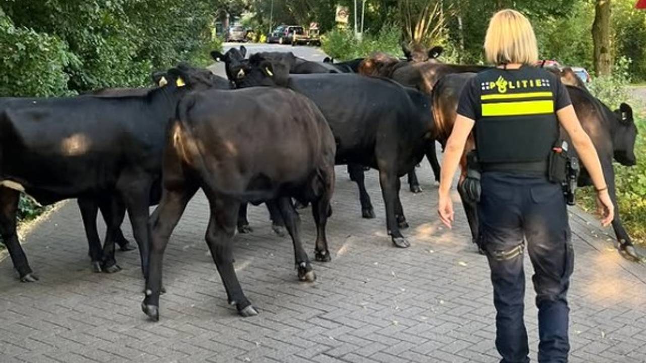 Kudde koeien gaat er vandoor, politie moet de dames van de weg halen