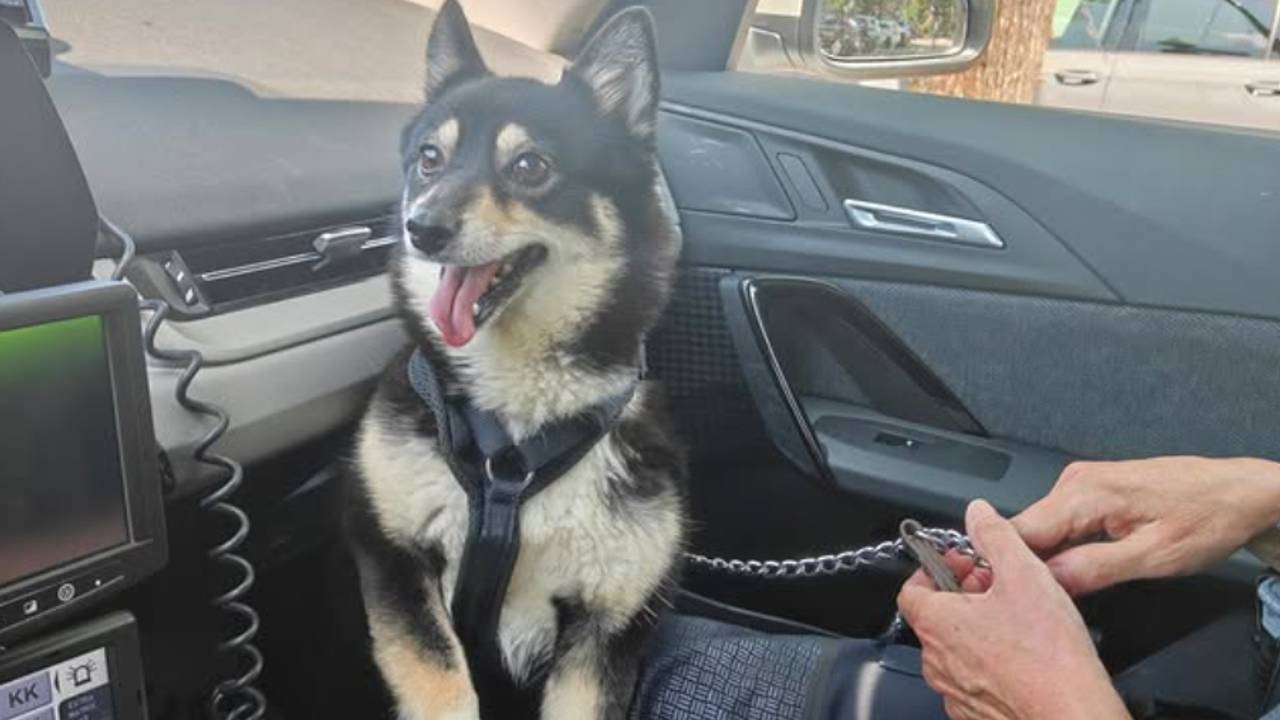 Hond zit vast in hete auto, politie moet dier eruit halen