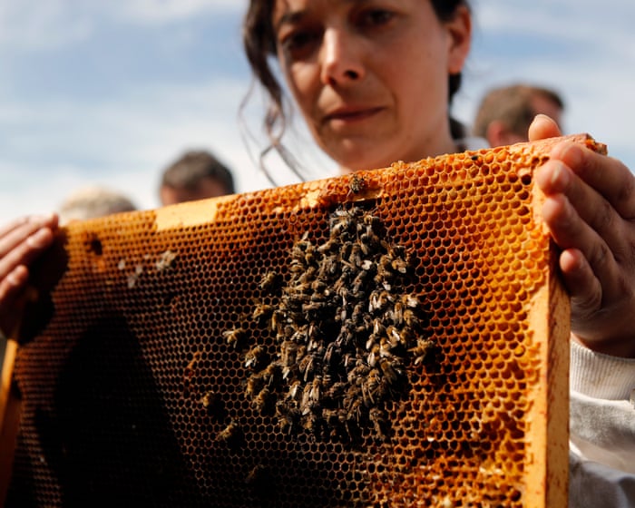 ‘Scandalous, irrational and irresponsible’: French beekeepers’ fury at lifting of pesticides ban