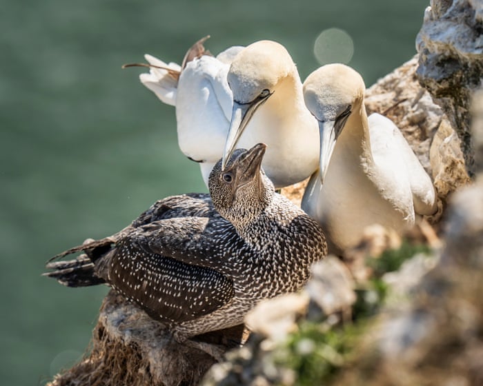 Scottish seabird hunt cancelled for first time in 400 years
