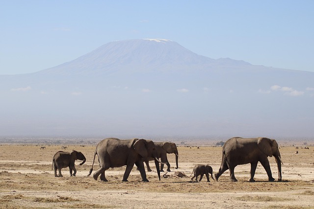Kenya: Conservation Groups Demand Independent Probe Into Deaths of 15 Amboseli Elephants