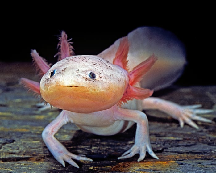 Dippy the injured axolotl rescued from Welsh river