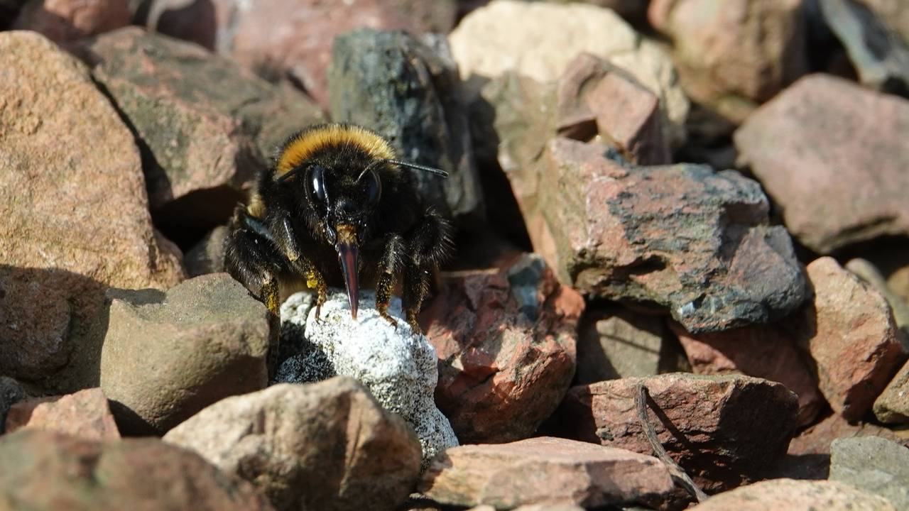 Een hommel die de tong uitsteekt? Volgens Frans is dit geen 1 aprilgrap