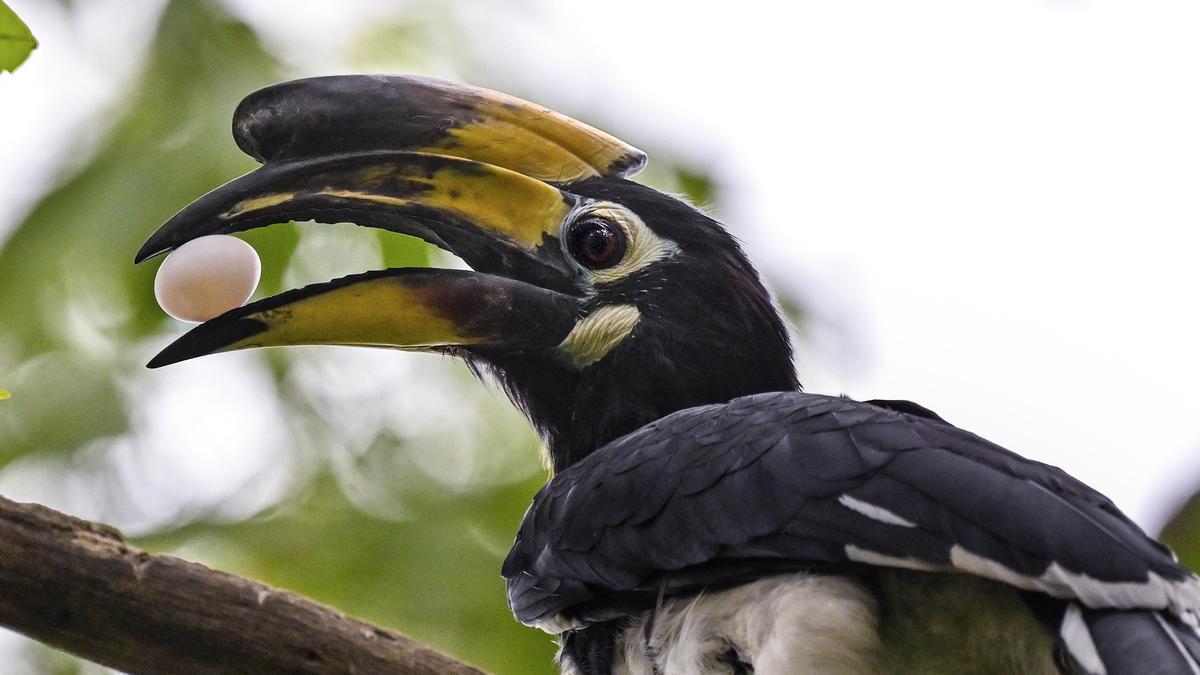 A genetic blueprint for saving Asia’s iconic hornbills