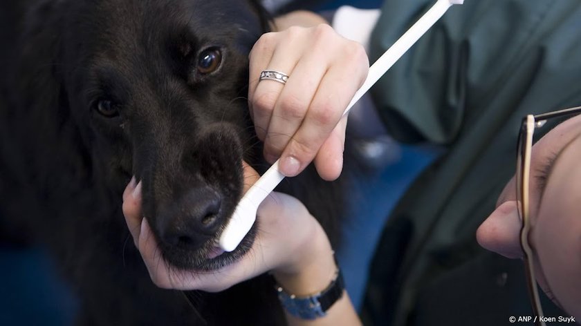 Wet in de maak tegen hoge prijzen en overbehandeling dierenarts