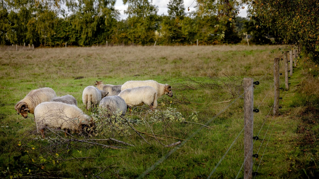 Nieuwe regels voor 'probleemwolven' goed nieuws voor hobbyhouders in Westbroek