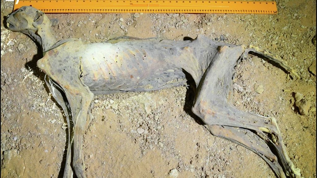 Wetenschappers vinden gemummificeerde cheeta's in grotten Saudi-Arabië