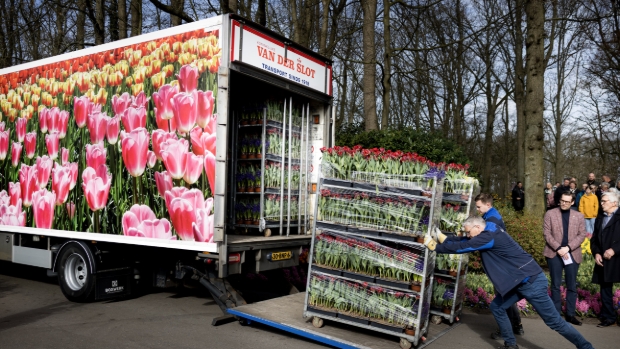 Nederlandse bloemen versieren Pietersplein al veertig jaar met Pasen. ‘Boodschap van hoop’