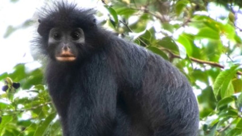 Nieuwe apensoort ontdekt in Congo: zwarte aap met oranje lippen
