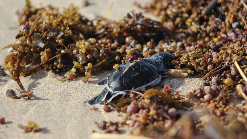 Exmouth beaches a 'graveyard' after ex-Tropical Cyclone Narelle