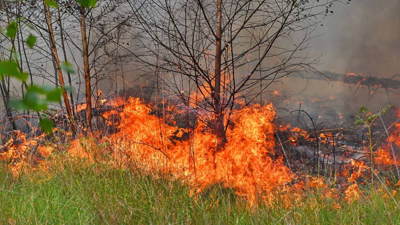 Bosbrand in Valkenswaard, brandweer rukt groots uit