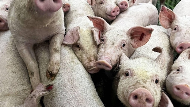 Aantal varkensslachtingen Nederland op laagste niveau sinds 2009