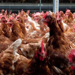 Boeren hoeven niet te vrezen dat natuurvergunningen massaal worden geschrapt