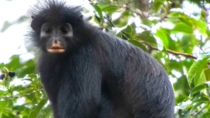 Nieuwe apensoort ontdekt in Congo: zwarte aap met oranje lippen