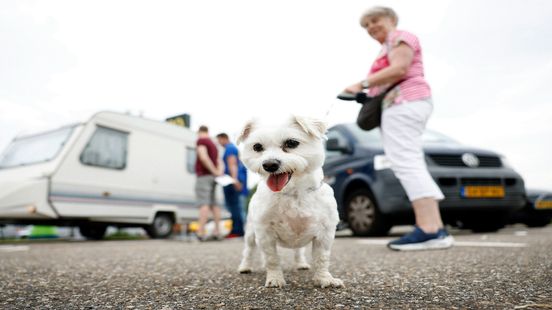 Hond mee op vakantie? Deze dierenarts geeft tips: 'Geef je huisdier ook lekker rust'