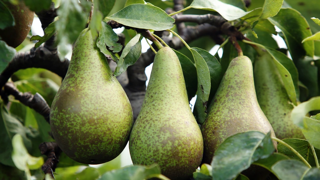 Fruit wordt duurder en kleiner door droogte, zeggen Nederlandse fruittelers