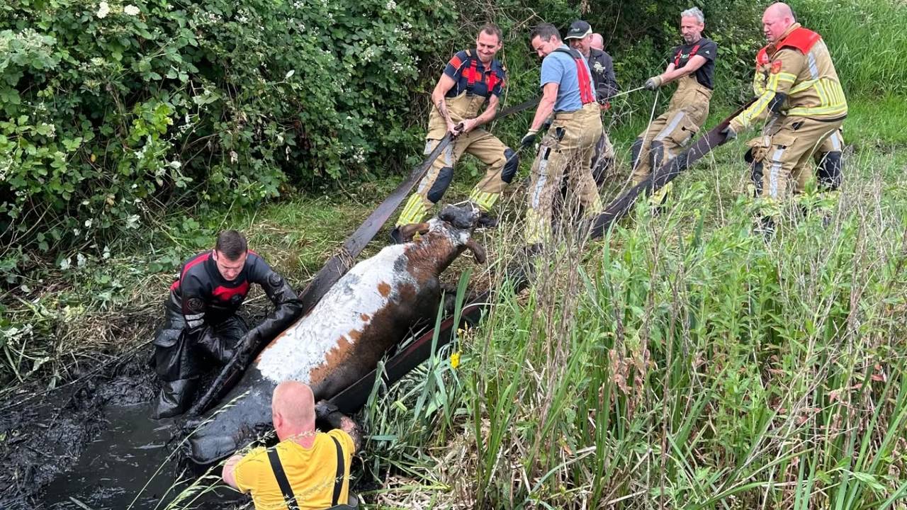 Brandweer redt koe uit sloot in Breda, waarna brandweerman zelf vast zit