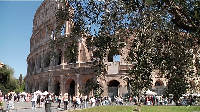 Olive harvesting at the Colosseum: a plantation in Roman ruins in the heart of the city