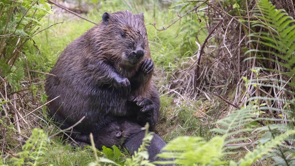 Met oerinstinct voor water- en bosbeheer kan de bever de redder in nood zijn bij bosbranden