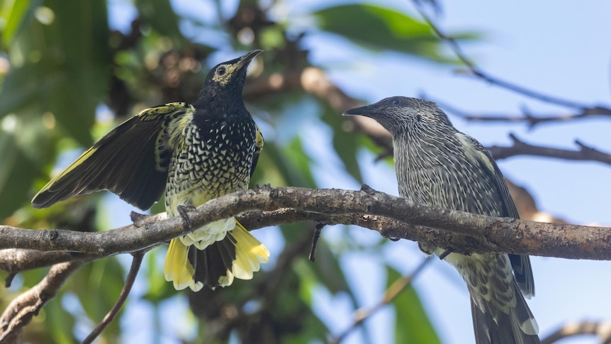 'Amazing' breakthrough as rare bird relearns its lost 'love song'