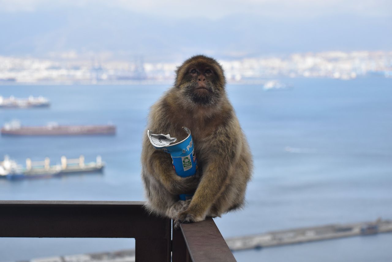 Om hun junkfood goed te verteren nemen de apen van Gibraltar af en toe een hapje aarde