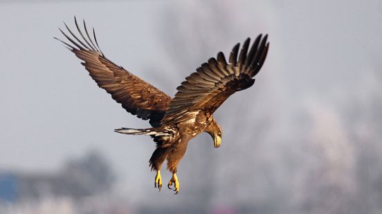 Zeearendjongen maken eerste vlieguren onder de rook van Stad: 'Wij zijn de baas hier in de polder'