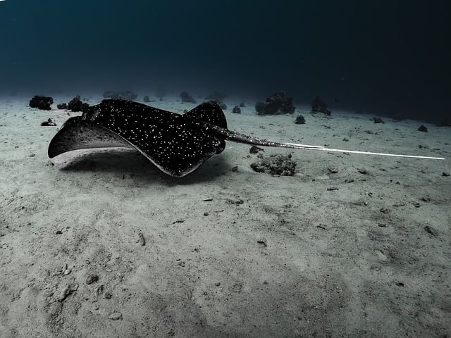 AUKUS unveils undersea drone project to deepen defense partnership