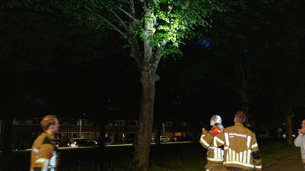 Vrouw komt vast te zitten in boom bij zoektocht naar papegaai