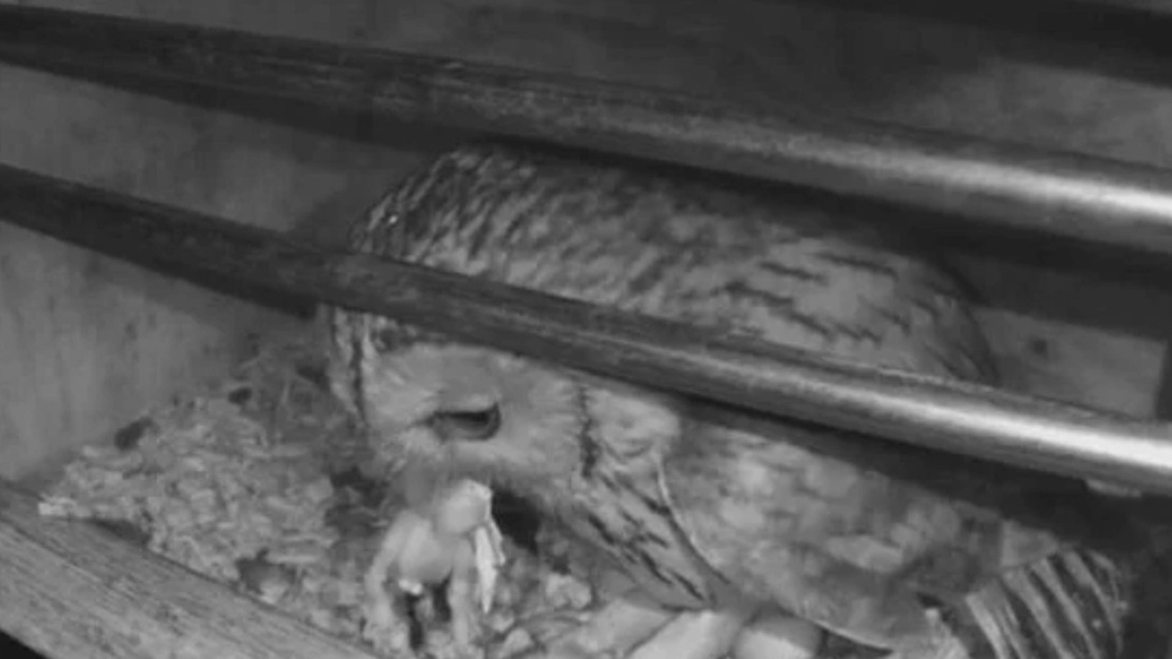 Woede op vogelclub na bloedig drama in Eesveen: kuikentjes opgeslokt door bosuil