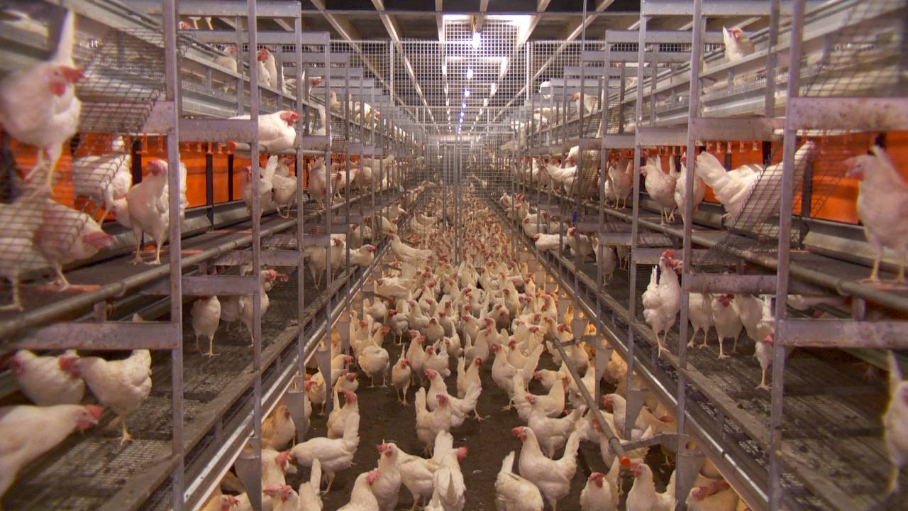 Te veel dieren bij boeren die vergunning kwijtraken: 'provincie grijpt in'