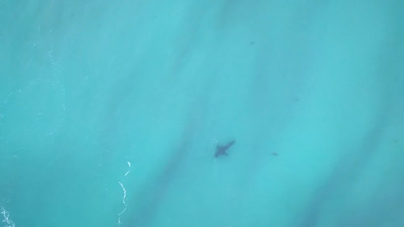 Drone pilot helps spot lurking shark on Bondi Beach