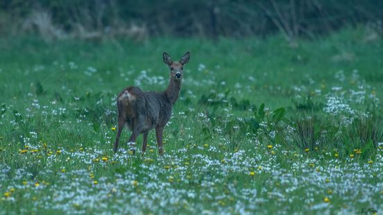 Boswachter waarschuwt: door zomertijd straks meer kans op wild op je voorruit