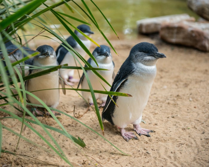 Penguins and dolphins among nearly 400 Australian species under threat from bird flu as ‘true extent of disaster’ revealed