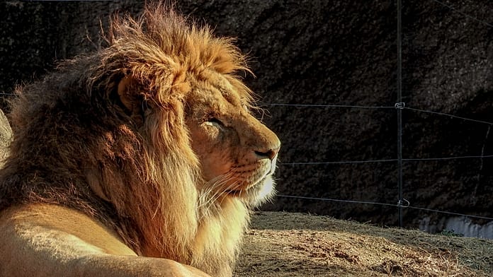 Suspected heatstroke kills three lions at Japan zoo, spokesperson says