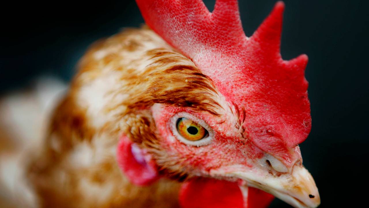 'Boeren hebben veel te veel kippen', provincie kondigt ingrijpen aan