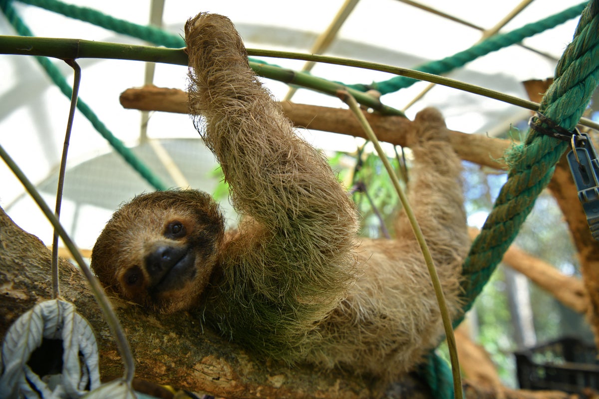 31 sloths die in warehouse en route to Orlando exhibit, officials say