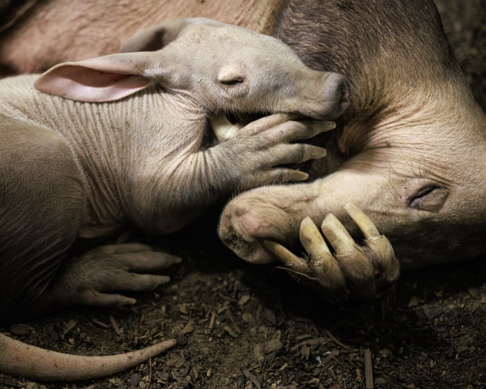 Aardvark calf born at Chester zoo is ‘doing brilliantly’ after bottle-feeding
