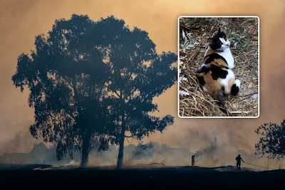 Katten ‘met brandbare vloeistof aan staart’ gebruikt om bosbranden aan te steken in Italië: ‘Criminele geesten’