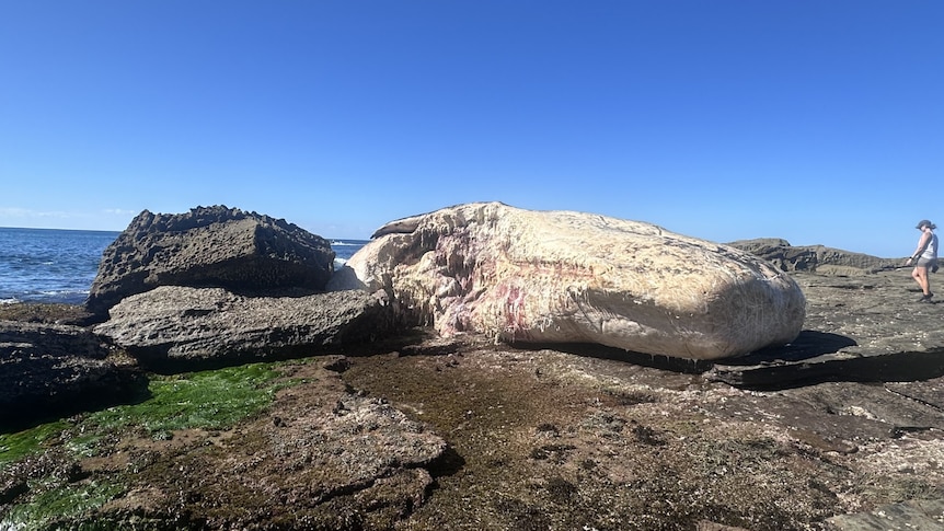 Shark-attracting 25-tonne whale carcass to close Sydney beaches for days