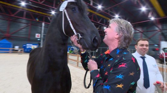 Ymke kan de eerste Friese stamboekhengst uit Engeland worden: "Dit is een droom die uitkomt"