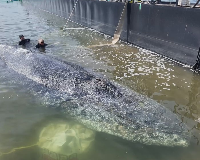 Timmy the whale confirmed dead by Danish authorities