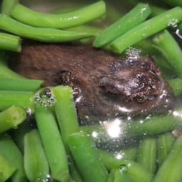 Derde melding van muis tussen diepgevroren sperziebonen van Jumbo