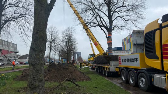Spectaculair gezicht: 21 lindebomen in Stad verhuizen naar andere plek