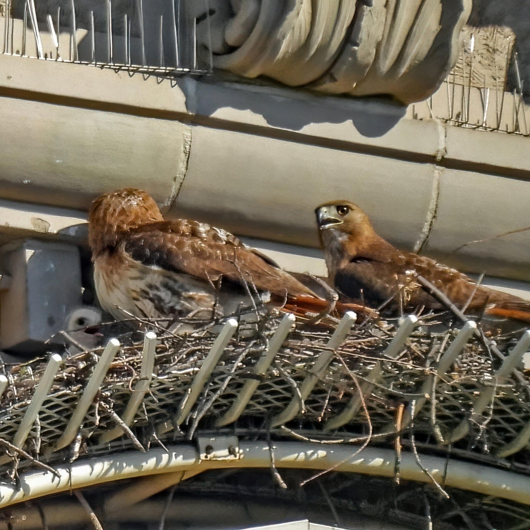 A May-December Romance for 2 Fifth Avenue Hawks