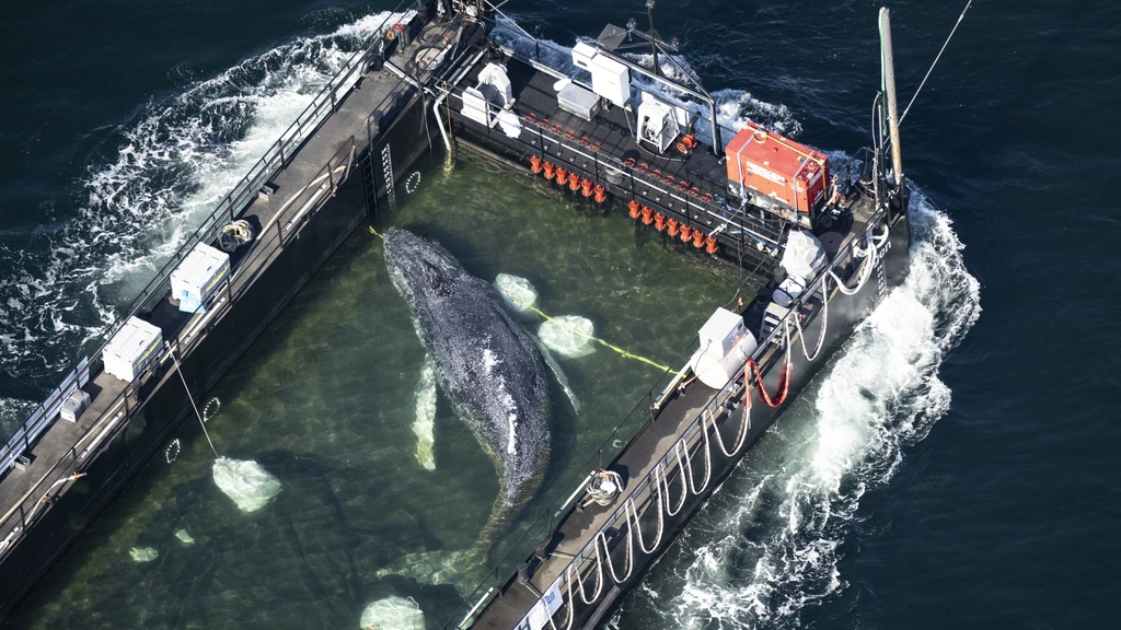 Bultrug Timmy vrijgelaten op Noordzee na reis in drijvend aquarium