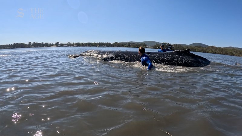 Stranded humpback whale rescued in Forster