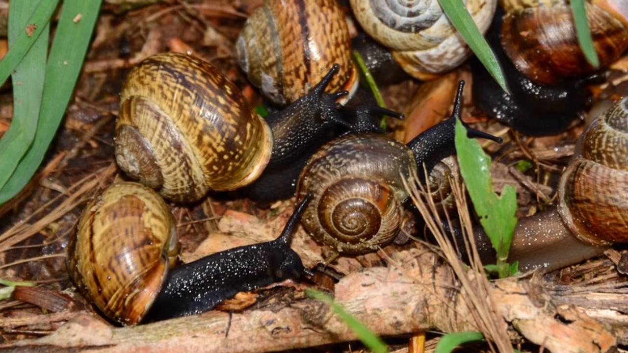 Waarom we juist blij zouden moeten zijn met de vele slakken in de tuin